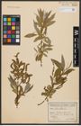 Foto von Salix alba L.
